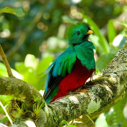 Costa Rica - Paradis de la Biodiversité