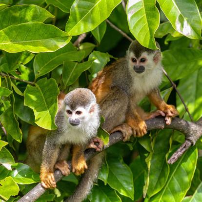 Costa Rica - Paradis de la Biodiversité
