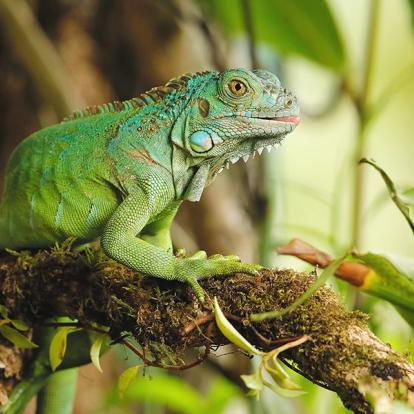 Costa Rica - Paradis de la Biodiversité