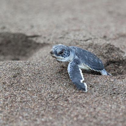 Costa Rica - Paradis de la Biodiversité