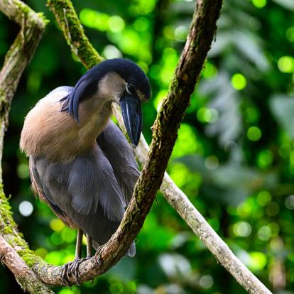Costa Rica - Paradis de la Biodiversité