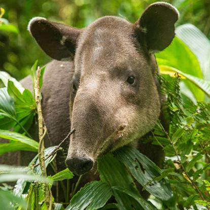 Costa Rica - Paradis de la Biodiversité