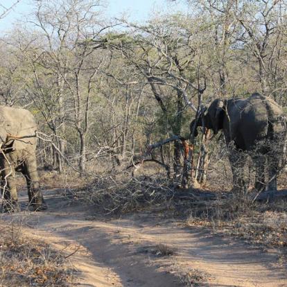 Afrique du Sud - Karongwe, un combat pour sauver les rhinos