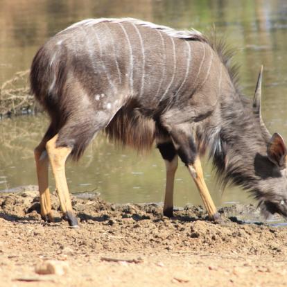 Afrique du Sud - Karongwe, un combat pour sauver les rhinos