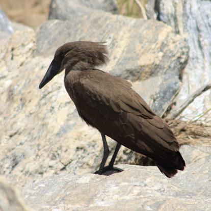 Afrique du Sud - Karongwe, un combat pour sauver les rhinos