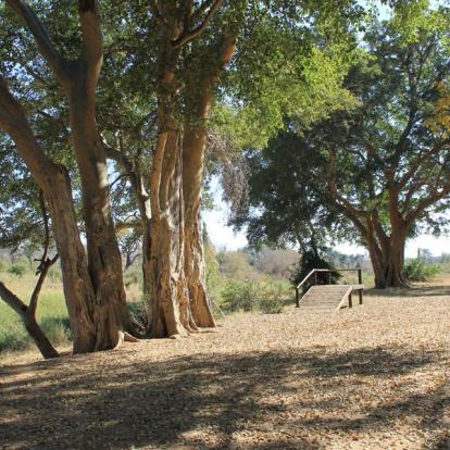 Afrique du Sud - Karongwe, un combat pour sauver les rhinos