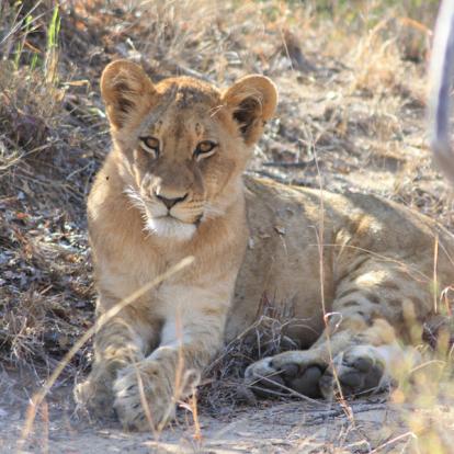 Afrique du Sud - Karongwe, un combat pour sauver les rhinos