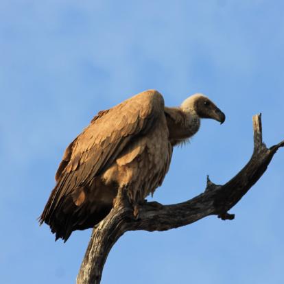 Afrique du Sud - Karongwe, un combat pour sauver les rhinos