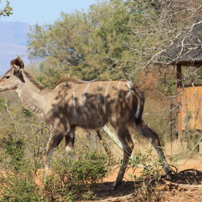Afrique du Sud - Karongwe, un combat pour sauver les rhinos