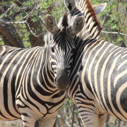 Afrique du Sud - Karongwe, un combat pour sauver les rhinos