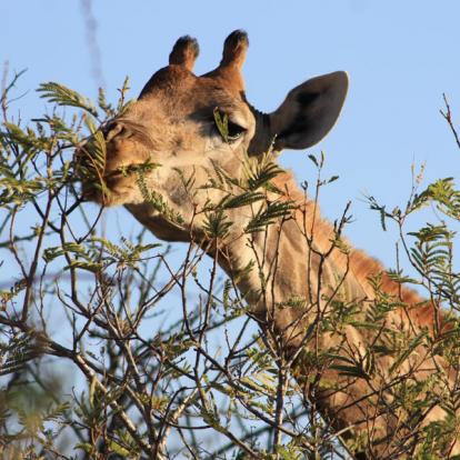 Afrique du Sud - Karongwe, un combat pour sauver les rhinos