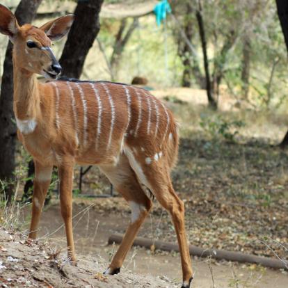 Selati - Nyala femelle Afrique du Sud - Selati, la Véritable Wilderness Sud-Africaine