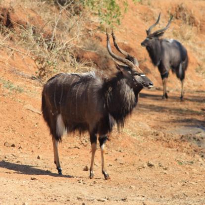 Selati - Nyala mâle Afrique du Sud - Selati, la Véritable Wilderness Sud-Africaine