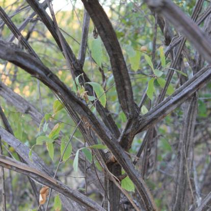 Raisin papier de verre Afrique du Sud - Selati, la Véritable Wilderness Sud-Africaine