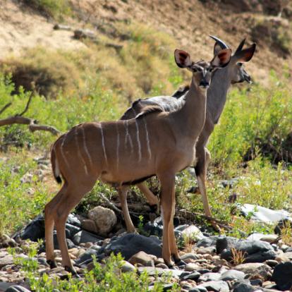 Selati - Koudou Afrique du Sud - Selati, la Véritable Wilderness Sud-Africaine