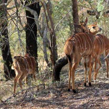 Selati - Nyala femelle Afrique du Sud - Selati, la Véritable Wilderness Sud-Africaine