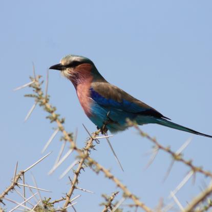 Selati - Rollier à longs brins Afrique du Sud - Selati, la Véritable Wilderness Sud-Africaine
