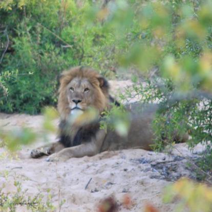 Selati Reserve Afrique du Sud - Selati, la Véritable Wilderness Sud-Africaine