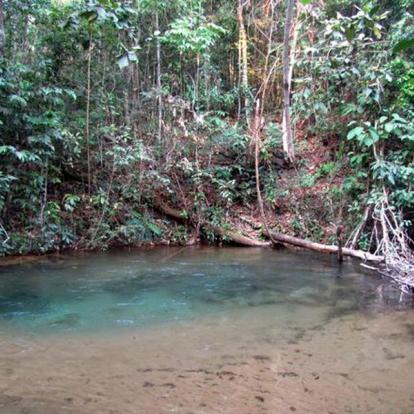 Pantanal Brésil - Le Pantanal, en Jungle Brésilienne