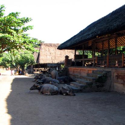 Bali - Tenganan - Village Bali Aga Indonésie - Bali, la Perle Indonésienne