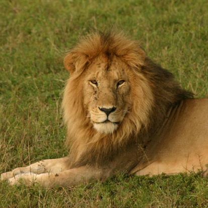 Kenya - Maasai Mara, Terre des Maasai et des Animaux Sauvages…