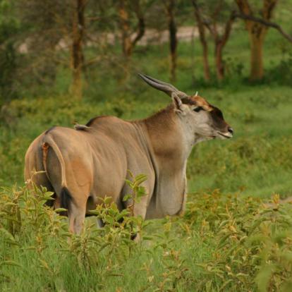 Kenya - La Vallée du Rift, Aux Origines de l’Humanité…