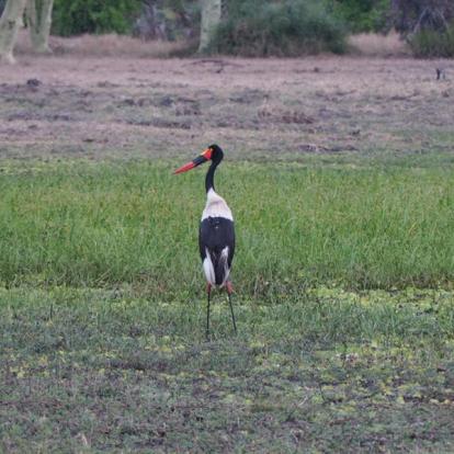 Mozambique - Écotourisme au Parc National de Gorongosa