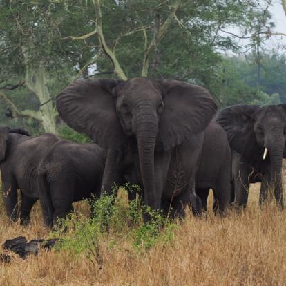 Mozambique - Écotourisme au Parc National de Gorongosa