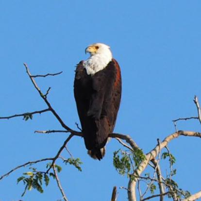 Mozambique - Écotourisme au Parc National de Gorongosa