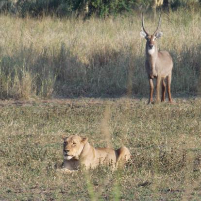 Mozambique - Écotourisme au Parc National de Gorongosa