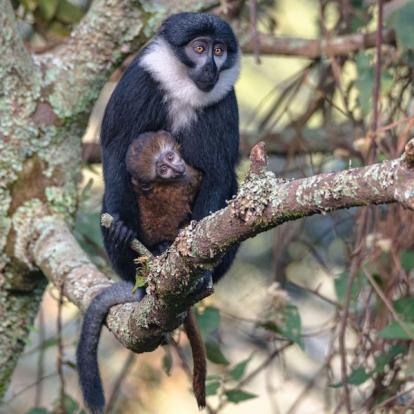 Voyage en Ouganda de Francis et Muriel