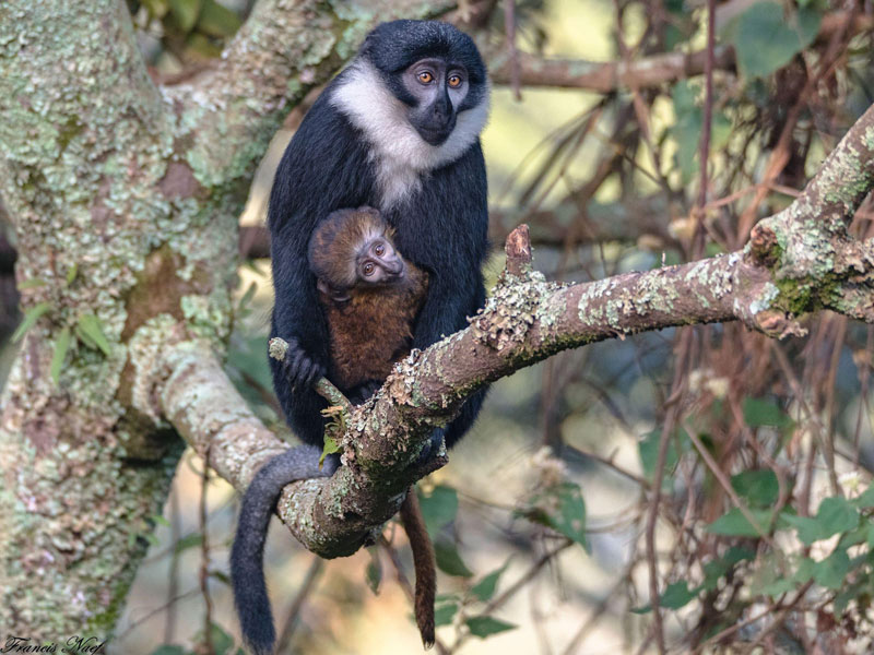 Voyage en Ouganda de Francis et Muriel