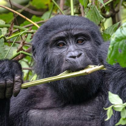 Voyage en Ouganda de Francis et Muriel