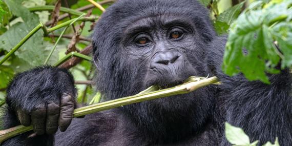 Voyage en Ouganda de Francis et Muriel