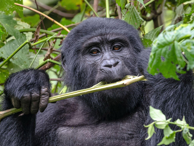 Voyage en Ouganda de Francis et Muriel