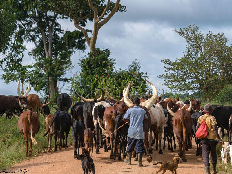 Voyage en Ouganda de Francis et Muriel