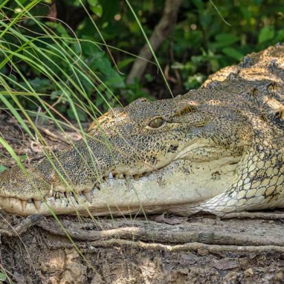 Voyage en Ouganda de Francis et Muriel