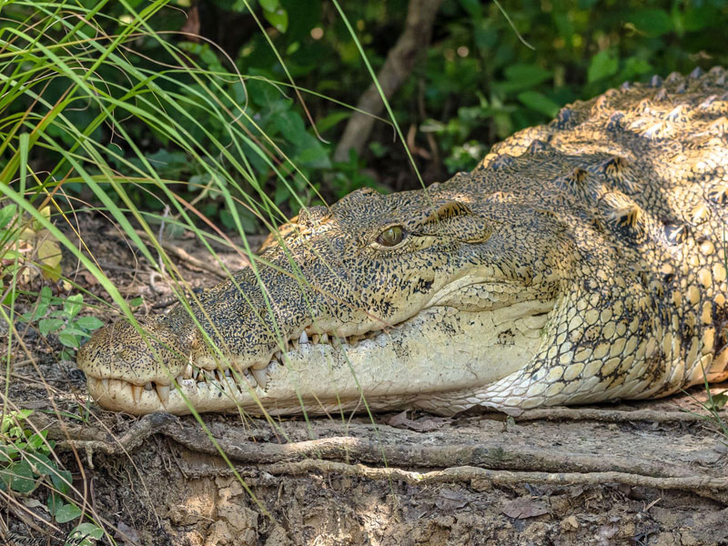 Voyage en Ouganda de Francis et Muriel