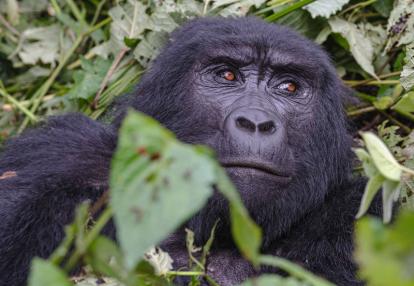 Voyage en Ouganda de Francis et Muriel