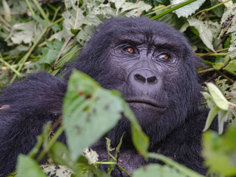Voyage en Ouganda de Francis et Muriel
