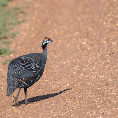 Voyage en Ouganda de Francis et Muriel