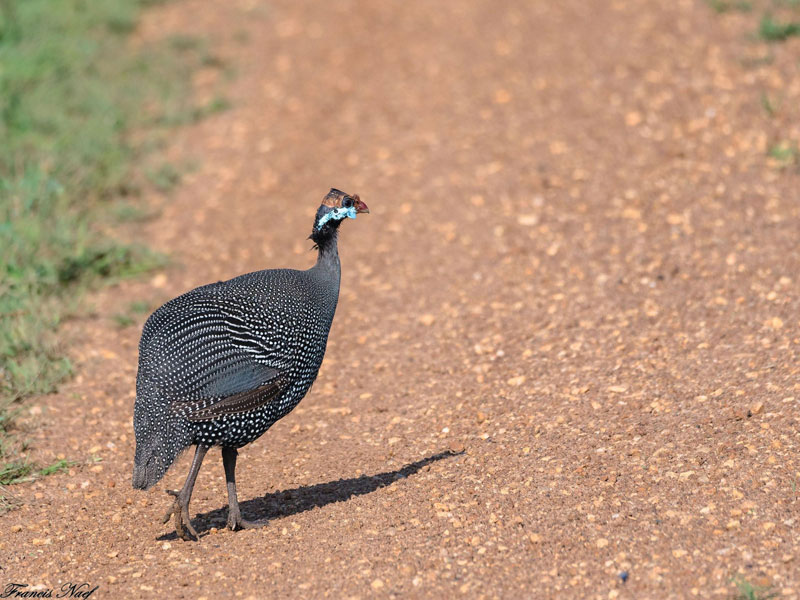 Voyage en Ouganda de Francis et Muriel