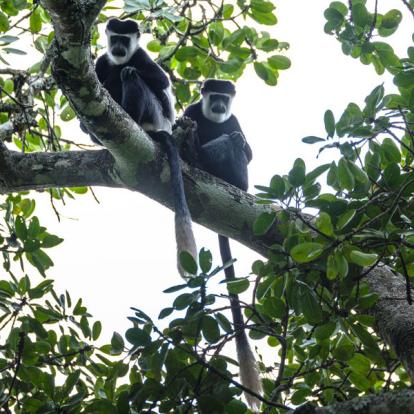 Voyage en Ouganda de Francis et Muriel