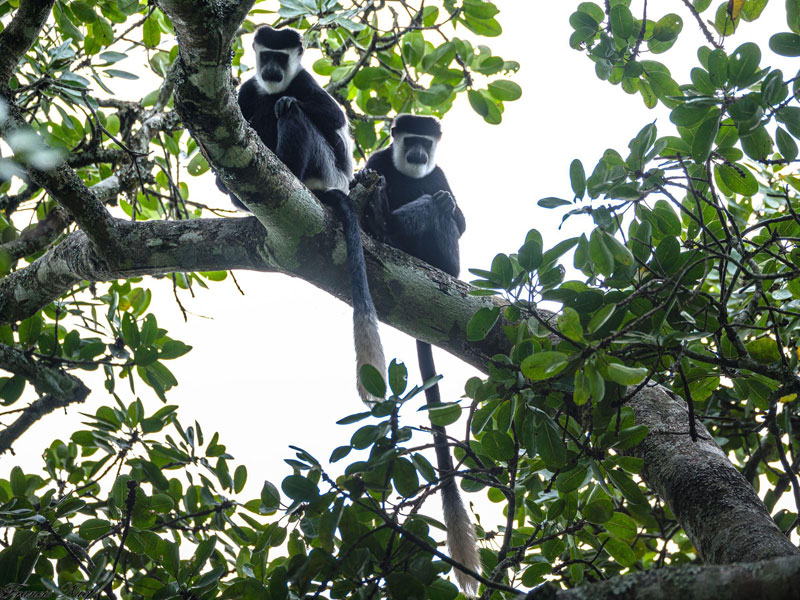 Voyage en Ouganda de Francis et Muriel