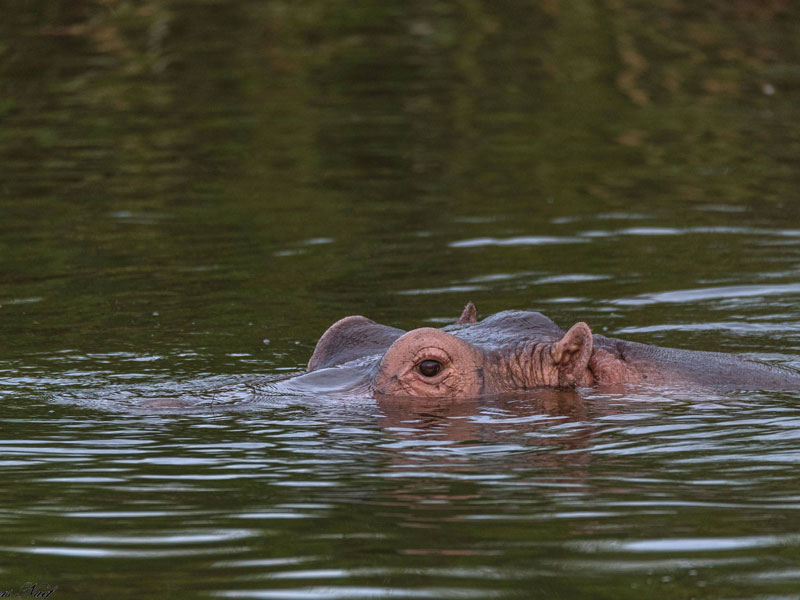Voyage en Ouganda de Francis et Muriel