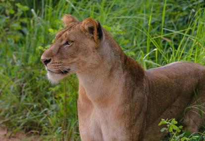 Voyage en Ouganda de Francis et Muriel