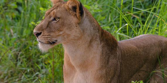 Voyage en Ouganda de Francis et Muriel
