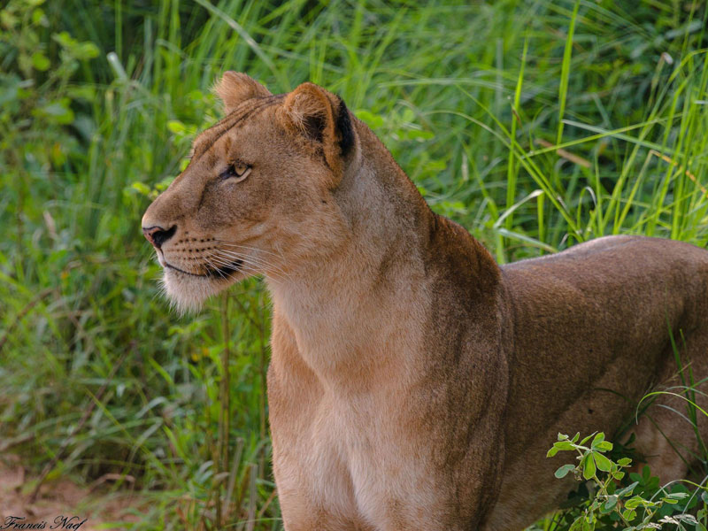 Voyage en Ouganda de Francis et Muriel