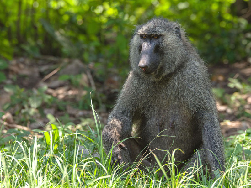Voyage en Ouganda de Francis et Muriel