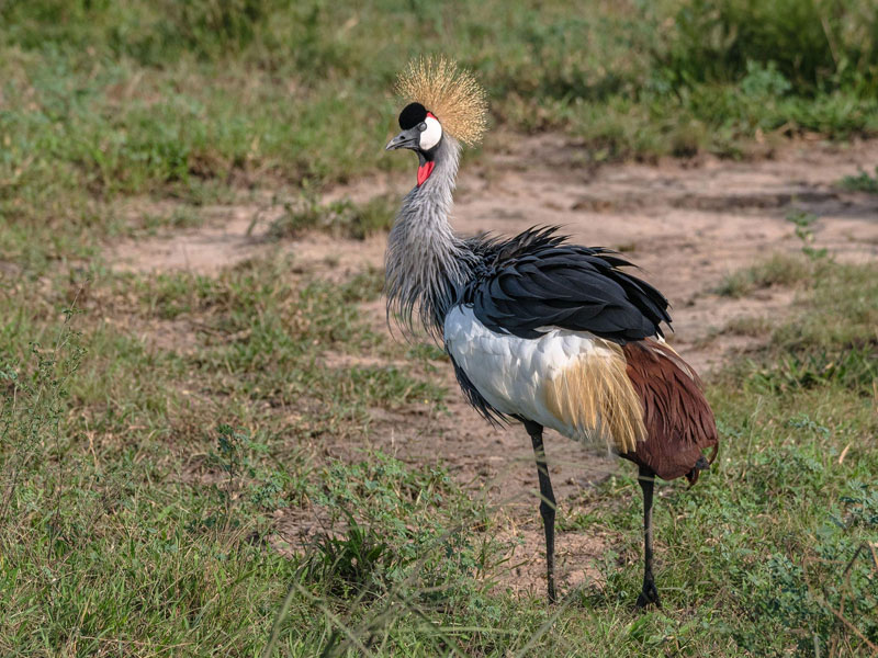 Voyage en Ouganda de Francis et Muriel
